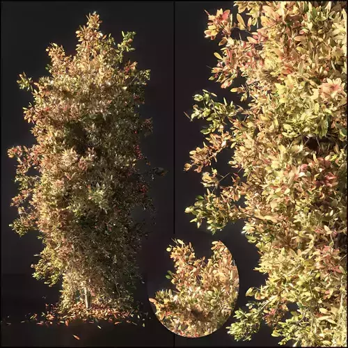 Autumn tree002 3D model