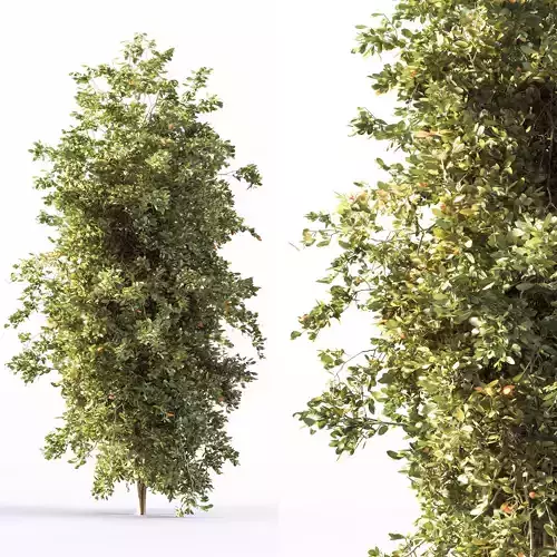 Autumn tree002 3D model