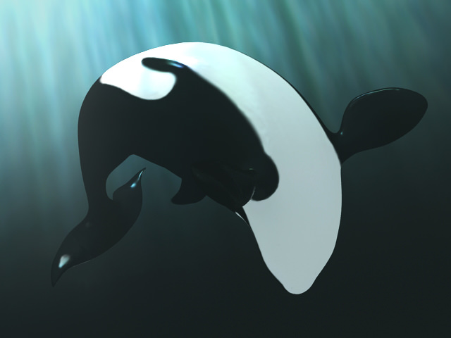 Killer whale 3D model_3