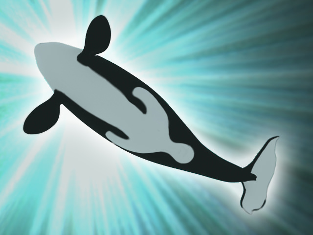 Killer whale 3D model_2