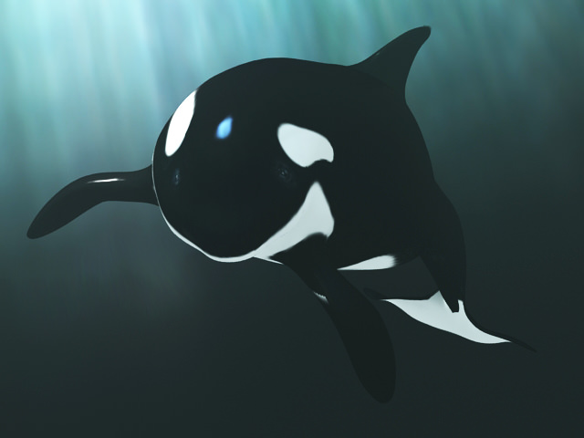 Killer whale 3D model_1