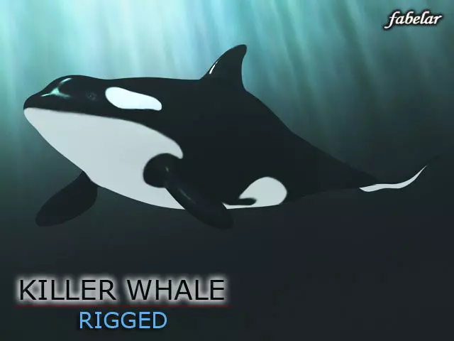 Killer whale 3D model_0