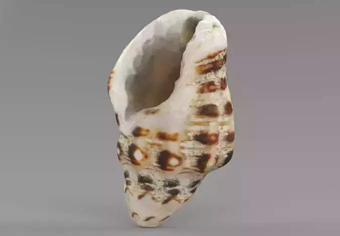 Sea Shell Low-poly 3D model