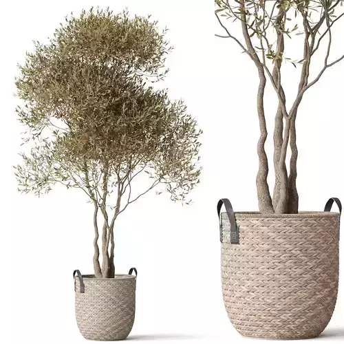 Plants collection 787