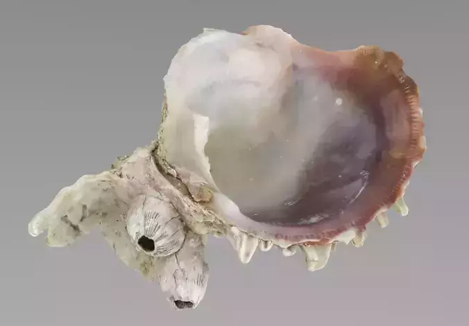 Sea Shell Low-poly 3D model