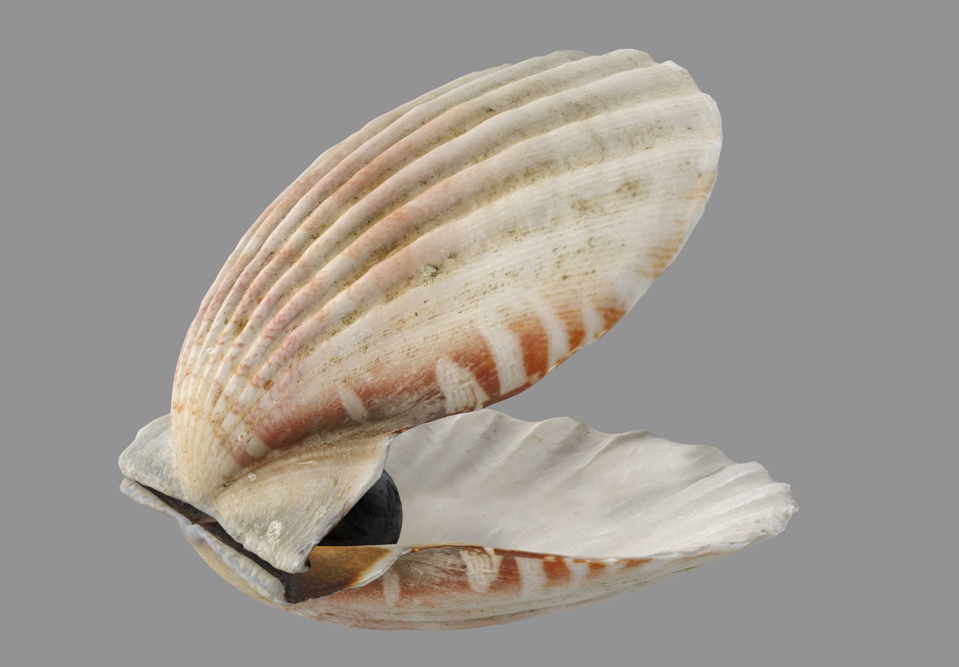 Sea Shell Low-poly 3D model_6