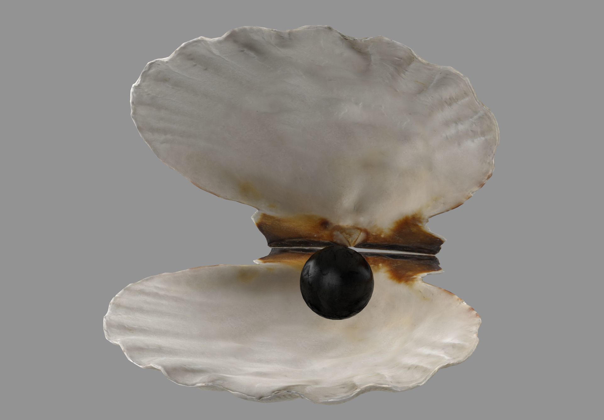 Sea Shell Low-poly 3D model_4
