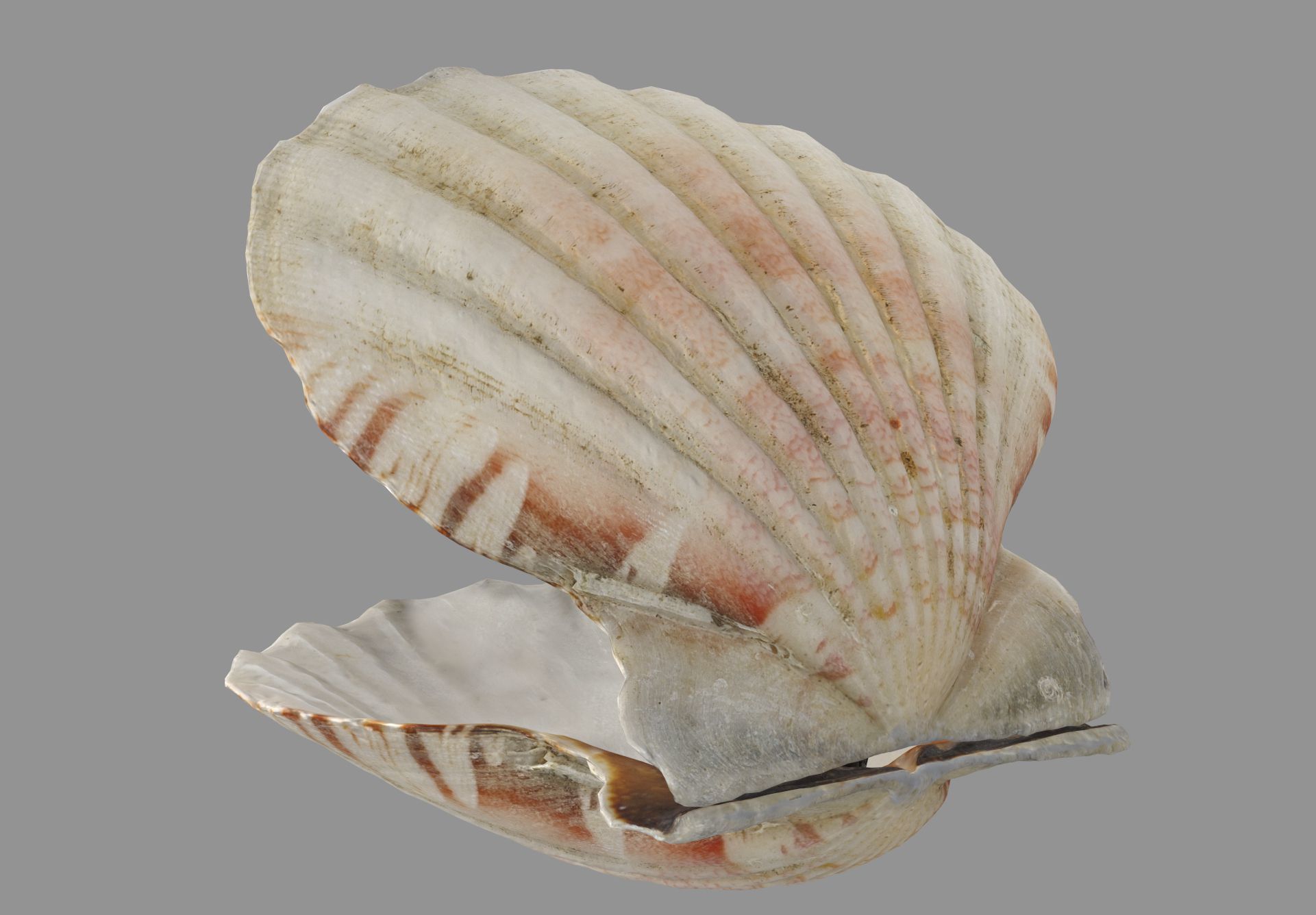 Sea Shell Low-poly 3D model_2