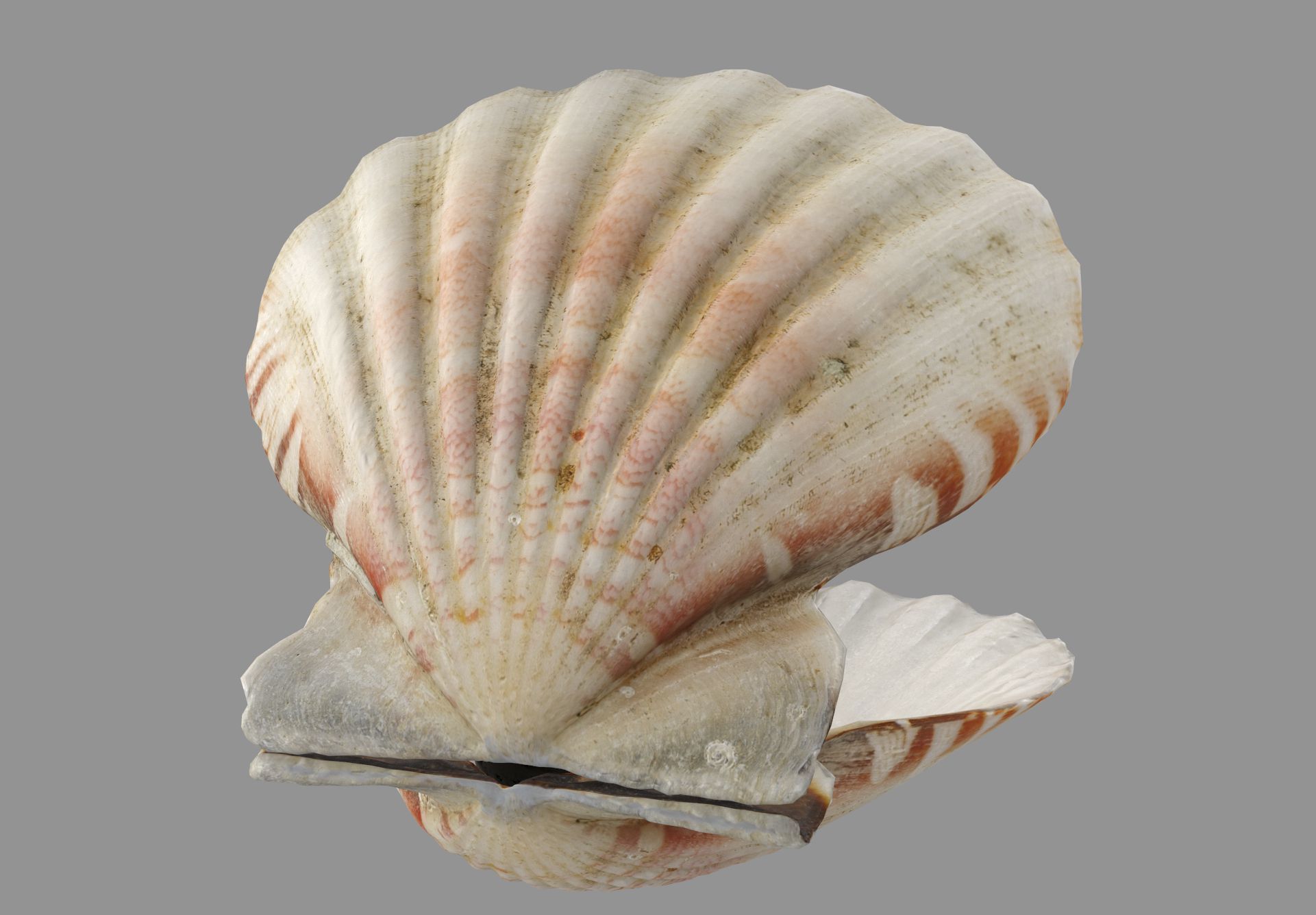 Sea Shell Low-poly 3D model_5