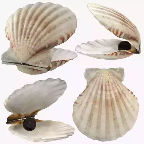 Sea Shell Low-poly 3D model Sea Shell Low-poly 3D model