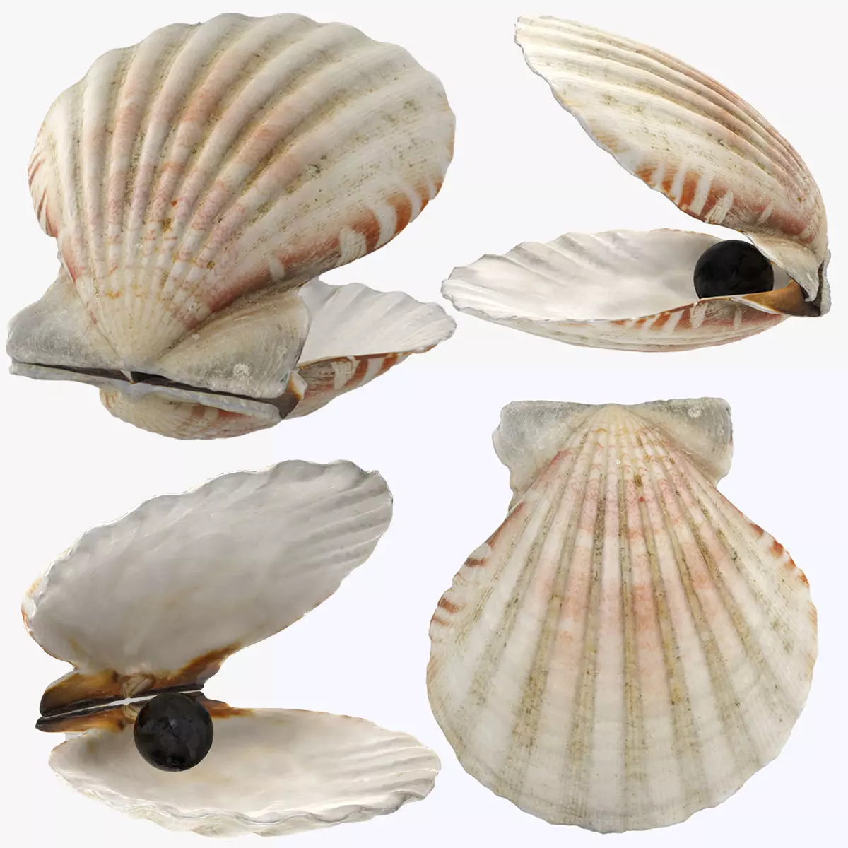 Sea Shell Low-poly 3D model_0