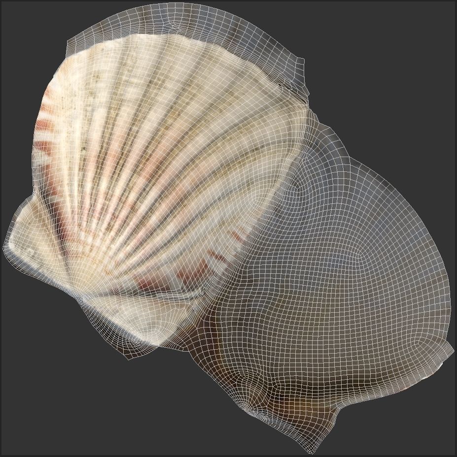 Sea Shell Low-poly 3D model_9