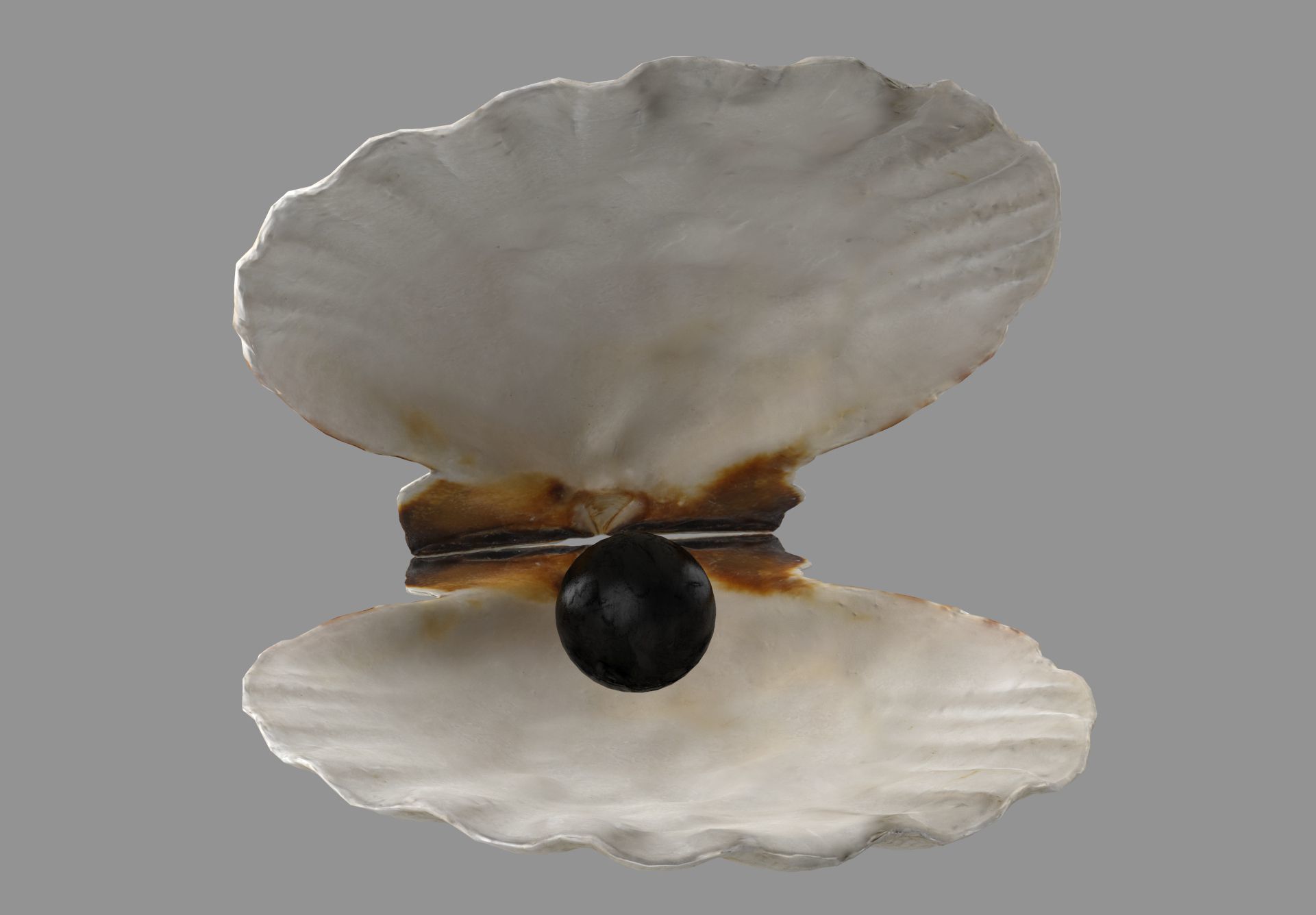 Sea Shell Low-poly 3D model_3