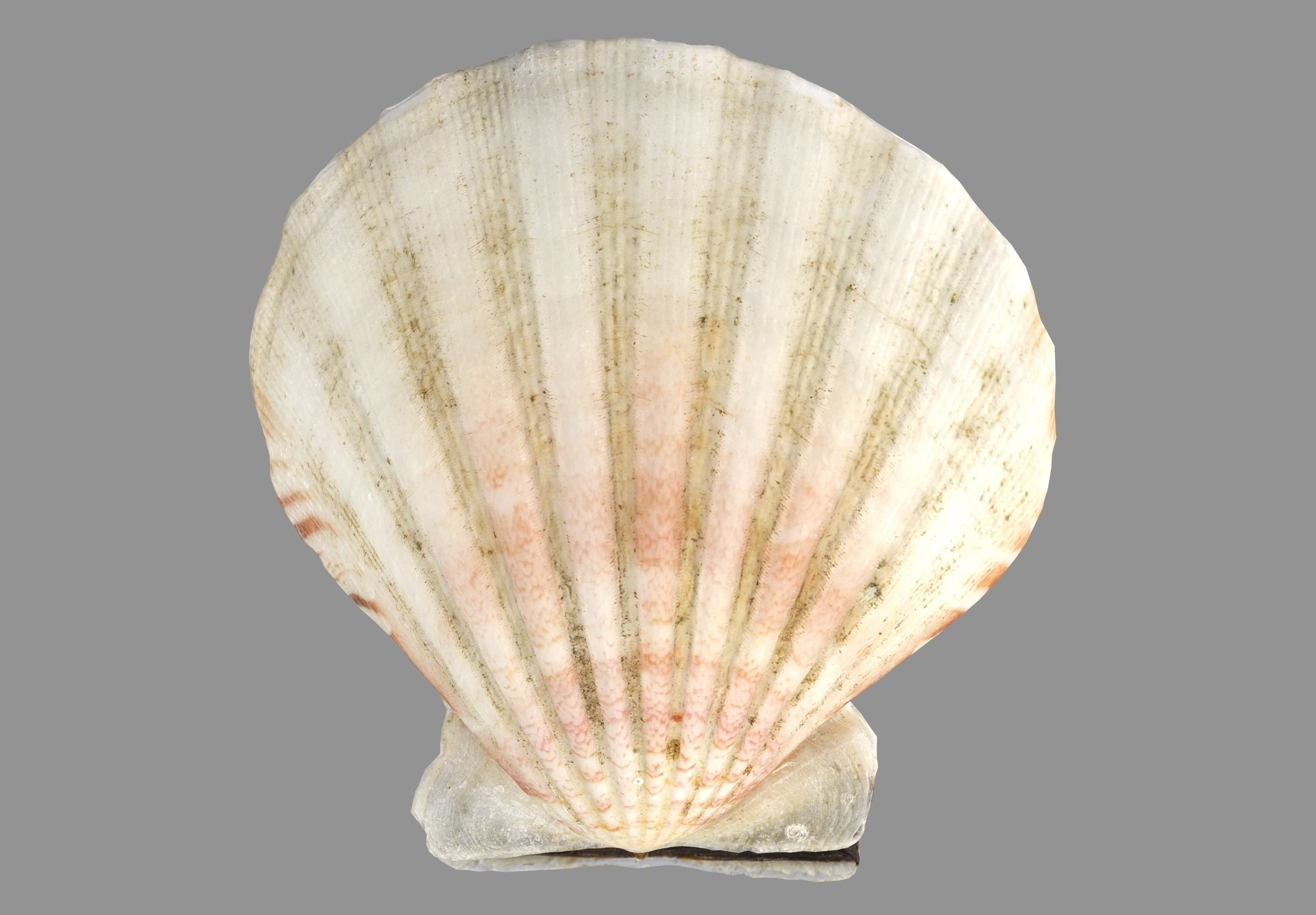 Sea Shell Low-poly 3D model_7