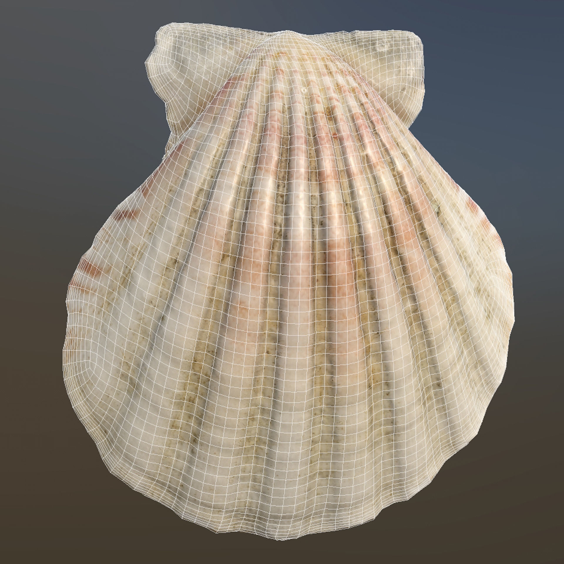 Sea Shell Low-poly 3D model_8
