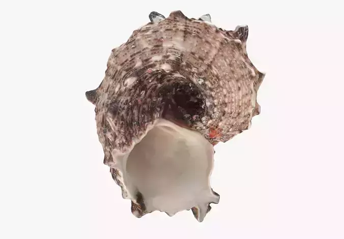 Sea Shell Low-poly 3D model