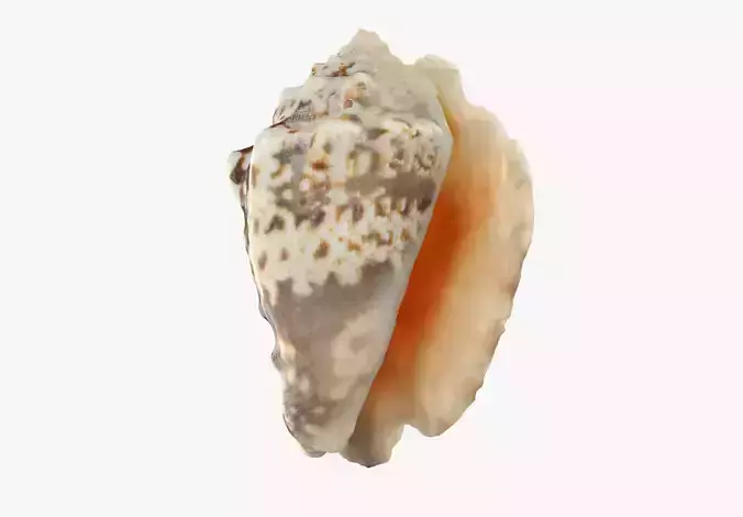 Sea Shell Low-poly 3D model