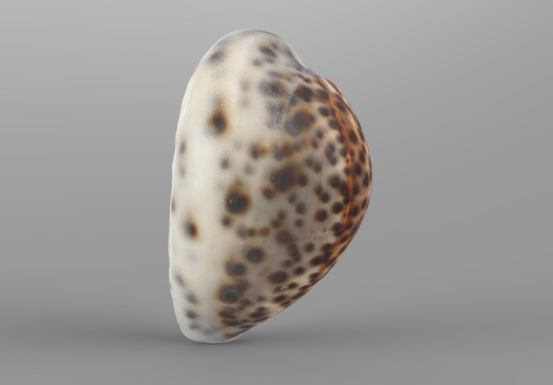 Sea Shell Low-poly 3D model_2