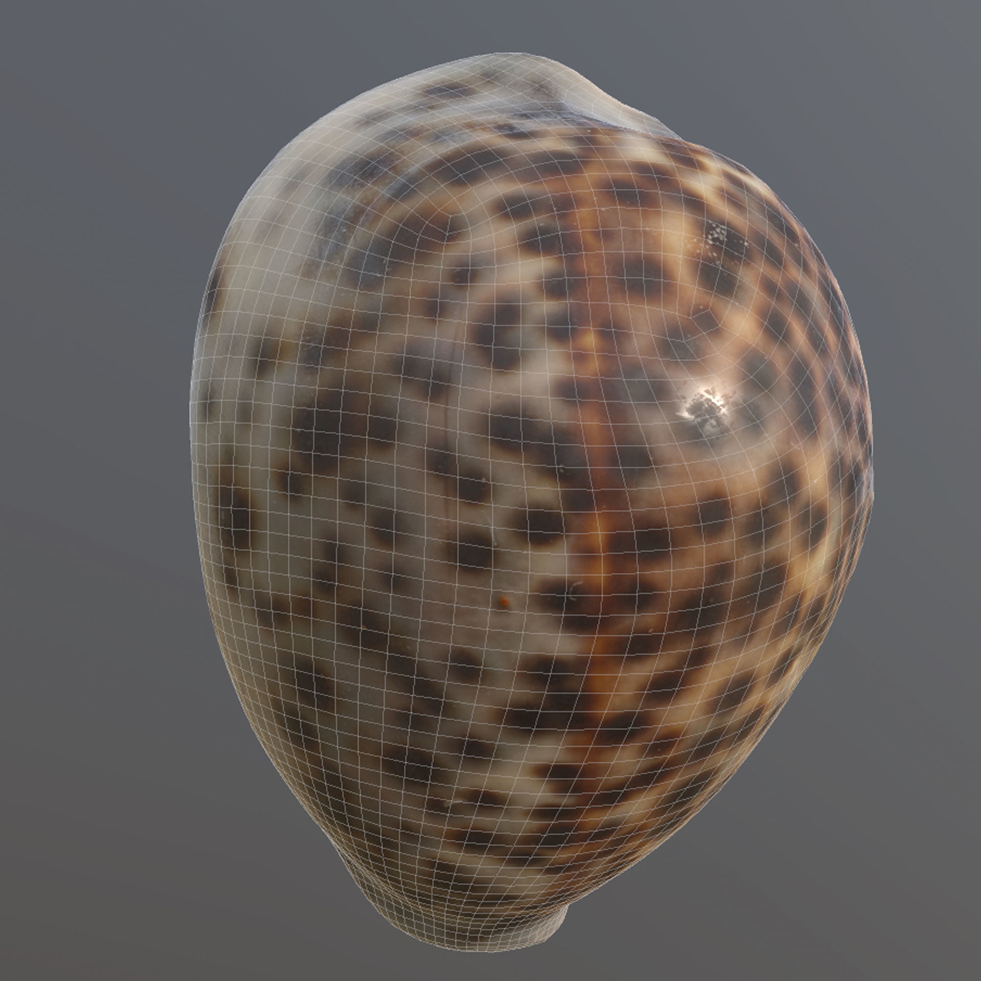 Sea Shell Low-poly 3D model_4