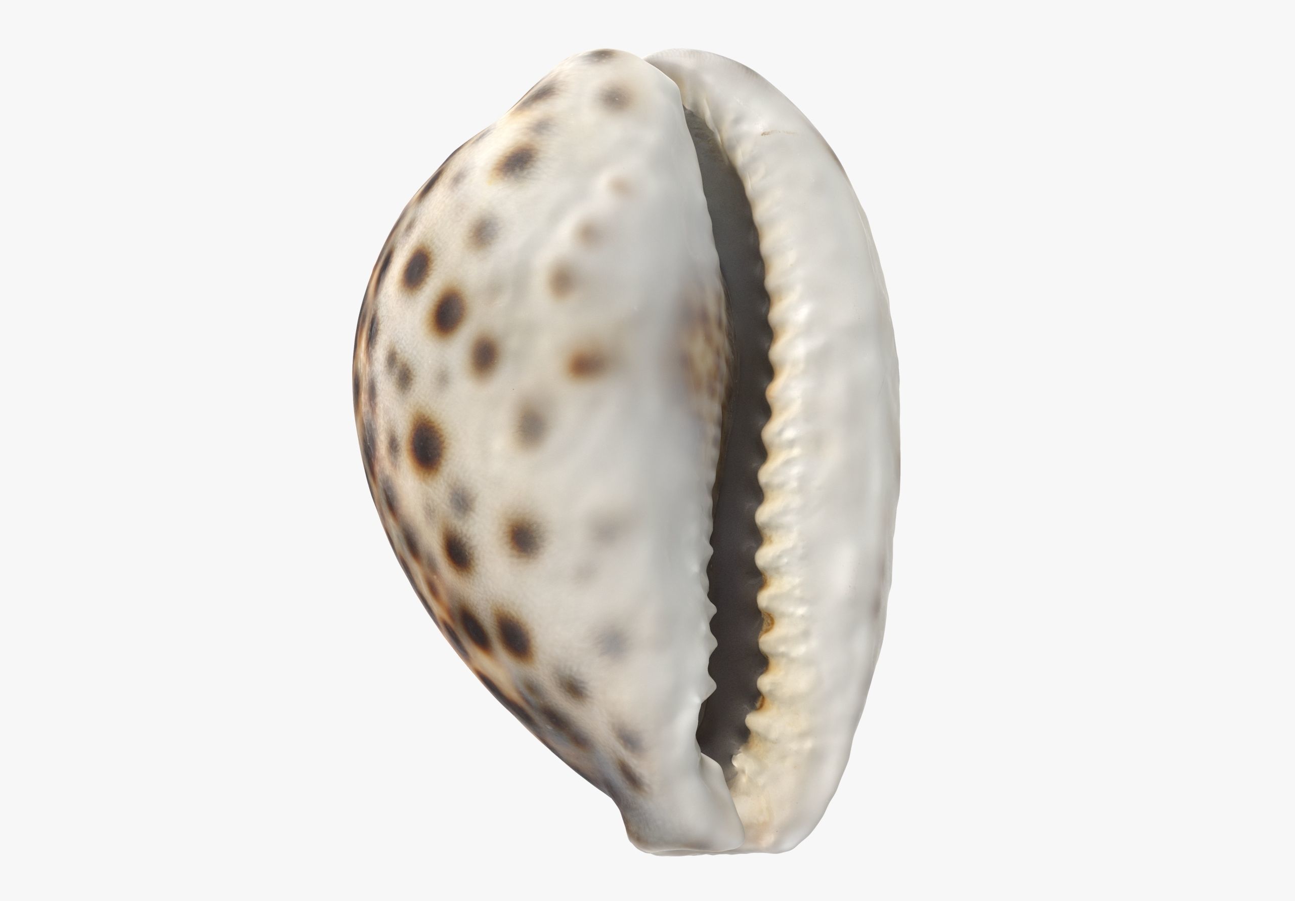 Sea Shell Low-poly 3D model_3
