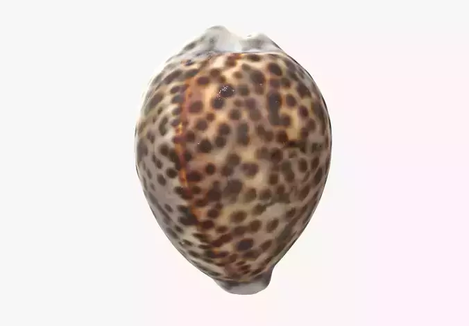 Sea Shell Low-poly 3D model
