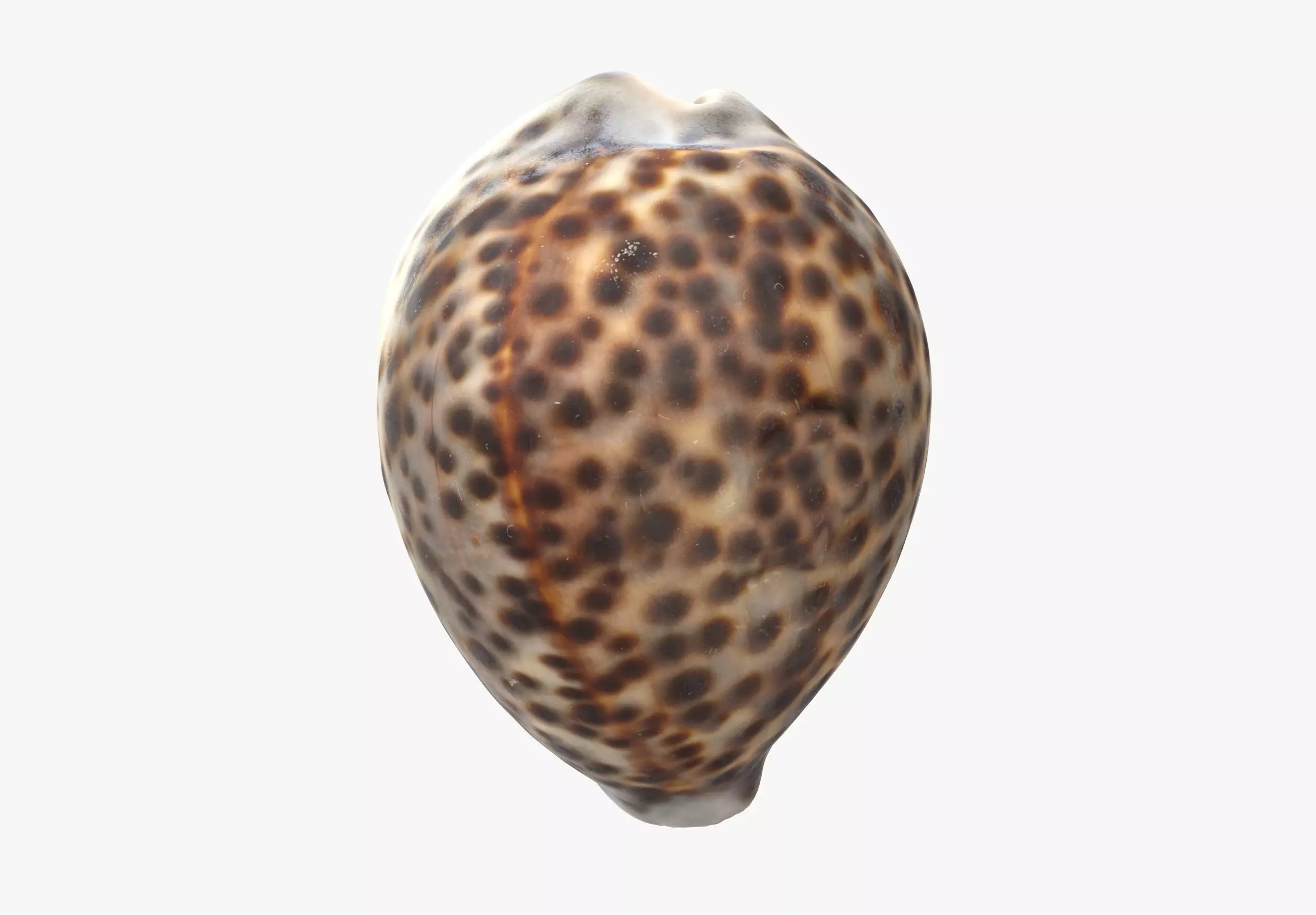 Sea Shell Low-poly 3D model_0
