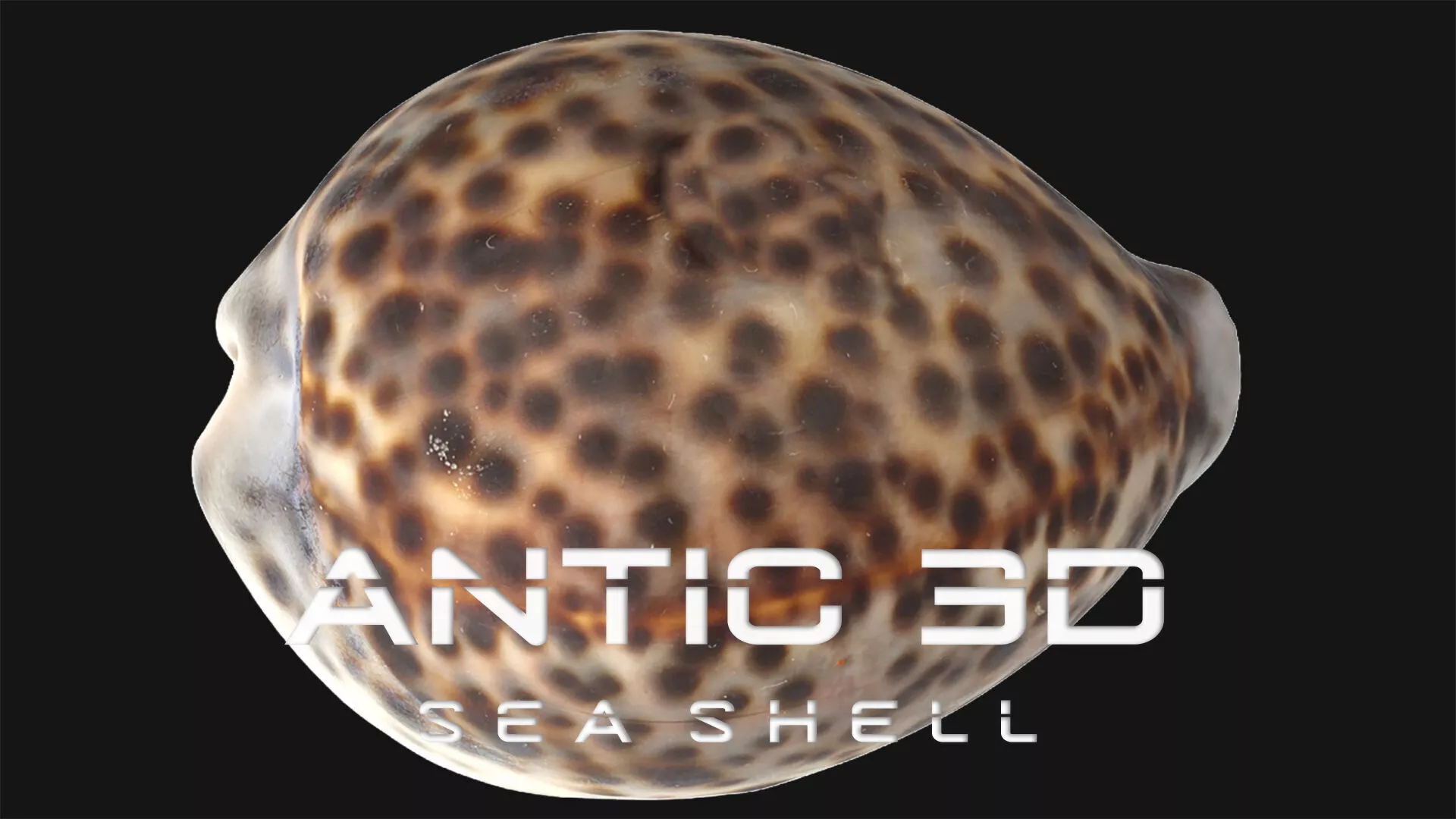 Sea Shell Low-poly 3D model