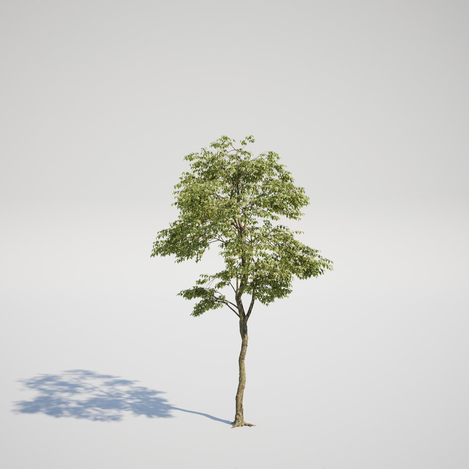 Maple Tree - Acer Rubrum Pack 3D model_5