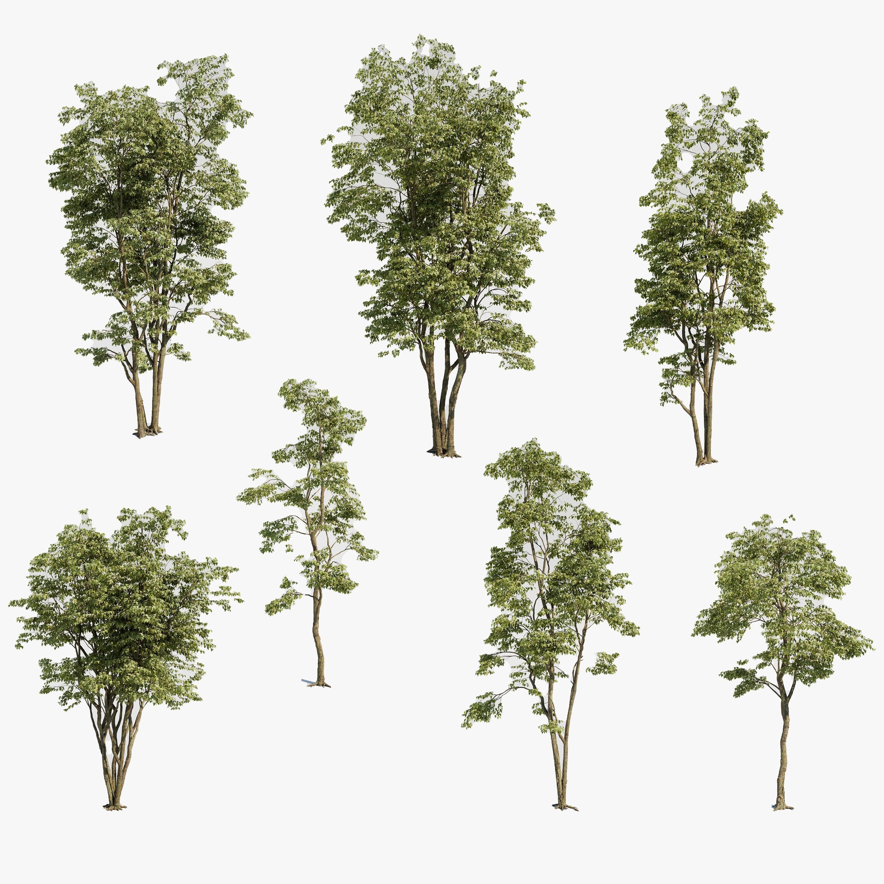 Maple Tree - Acer Rubrum Pack 3D model_0