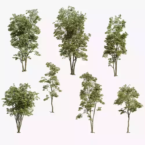 Maple Tree - Acer Rubrum Pack 3D model