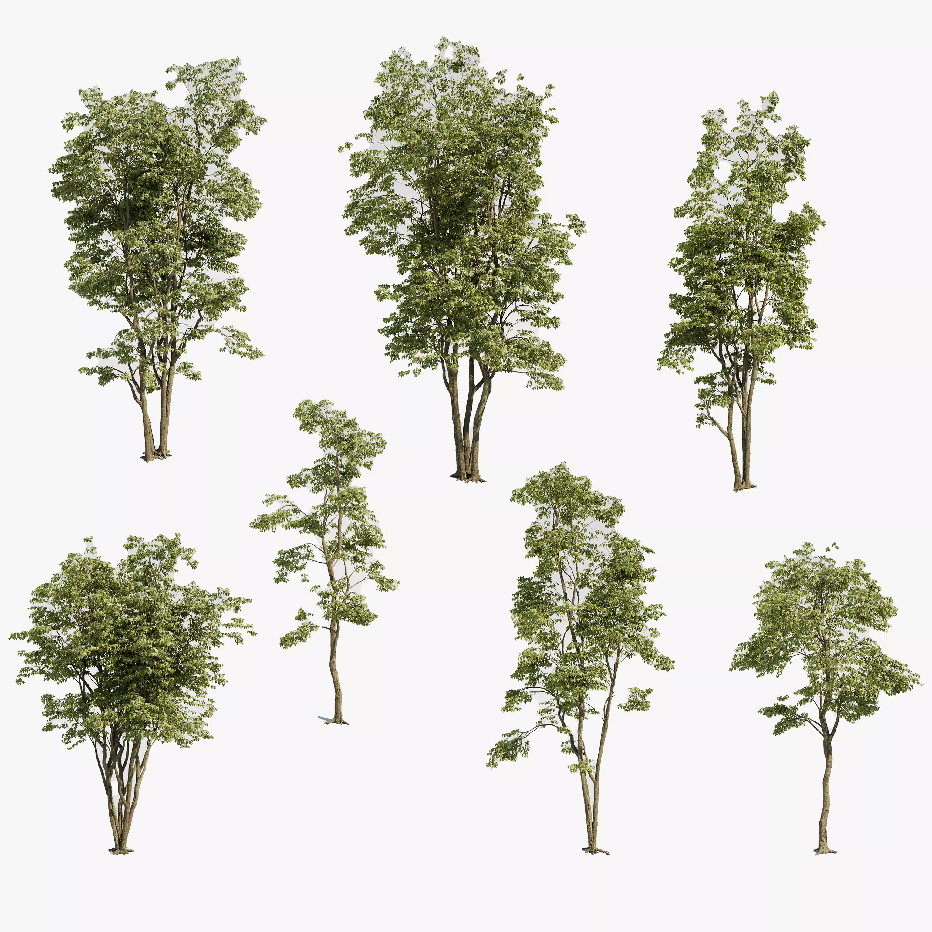 Maple Tree - Acer Rubrum Pack 3D model_0
