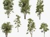Maple Tree - Acer Rubrum Pack 3D model animated | CGTrader