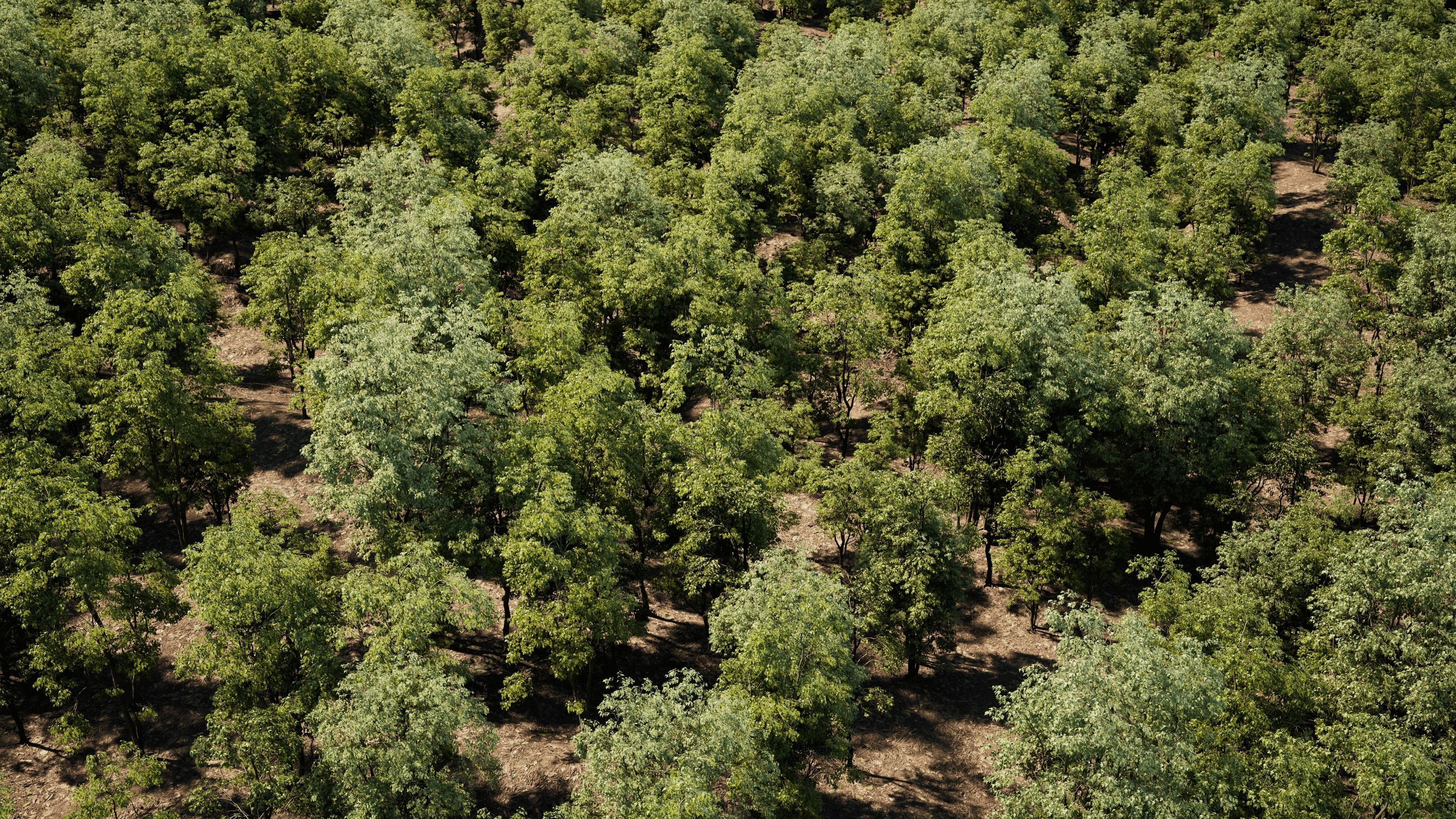 Maple Tree - Acer Rubrum Pack 3D model_8