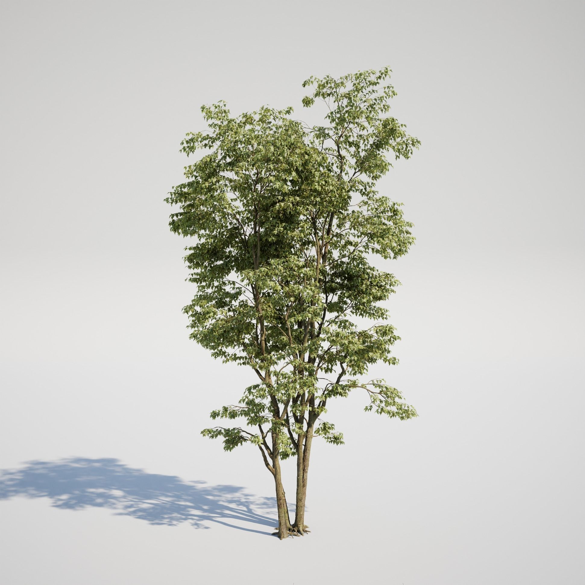 Maple Tree - Acer Rubrum Pack 3D model_2