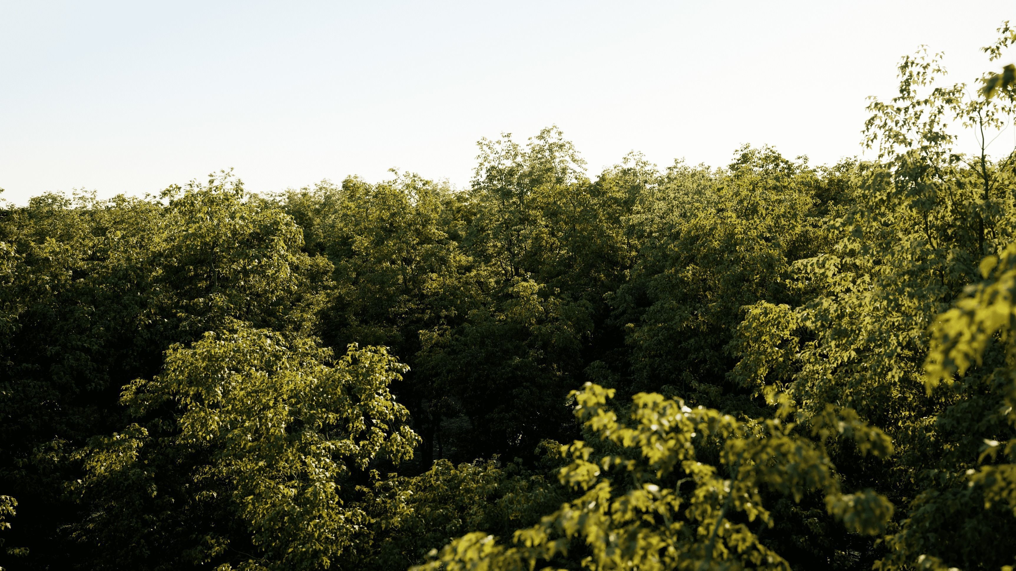 Maple Tree - Acer Rubrum Pack 3D model_9