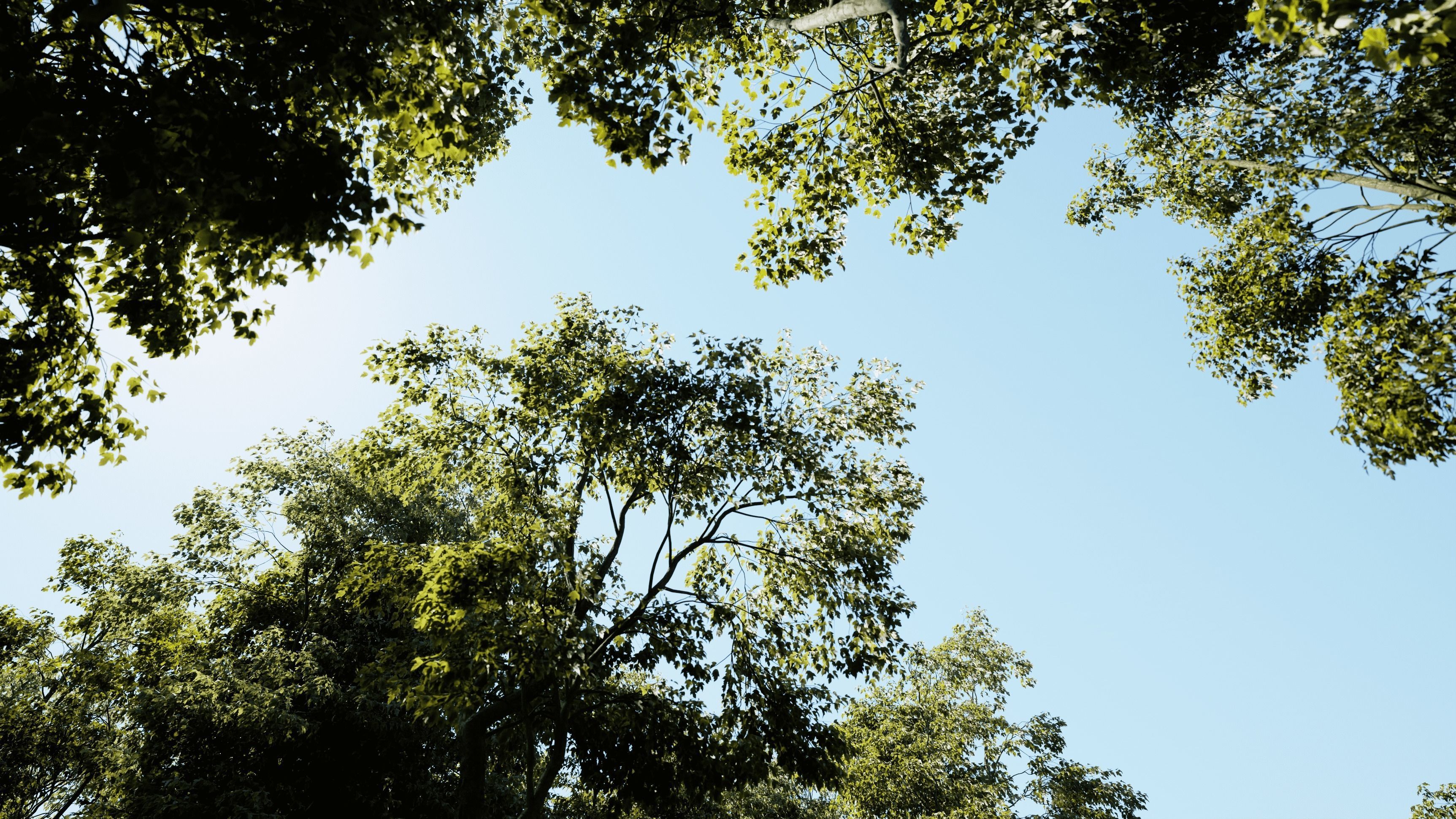 Maple Tree - Acer Rubrum Pack 3D model_12