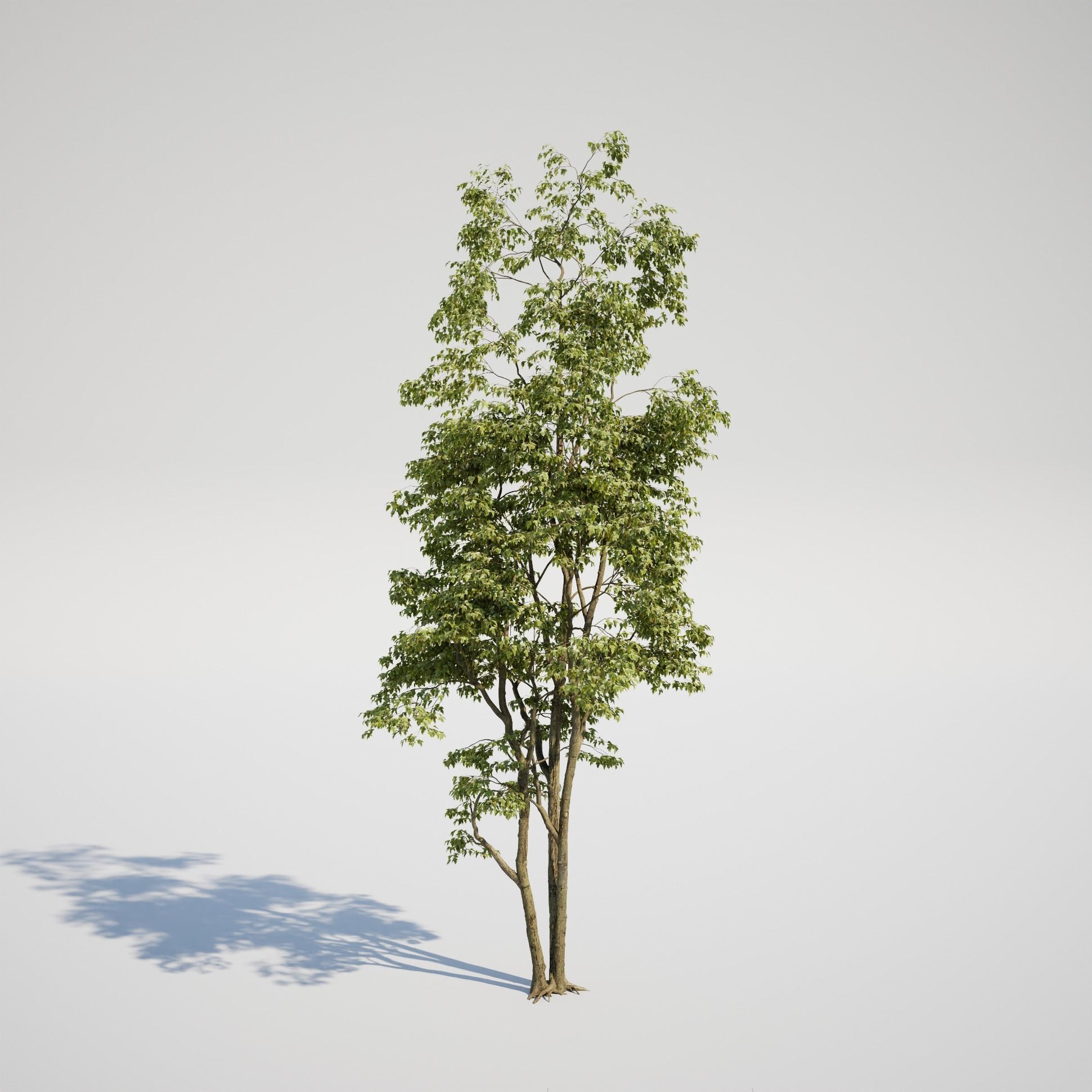 Maple Tree - Acer Rubrum Pack 3D model_3