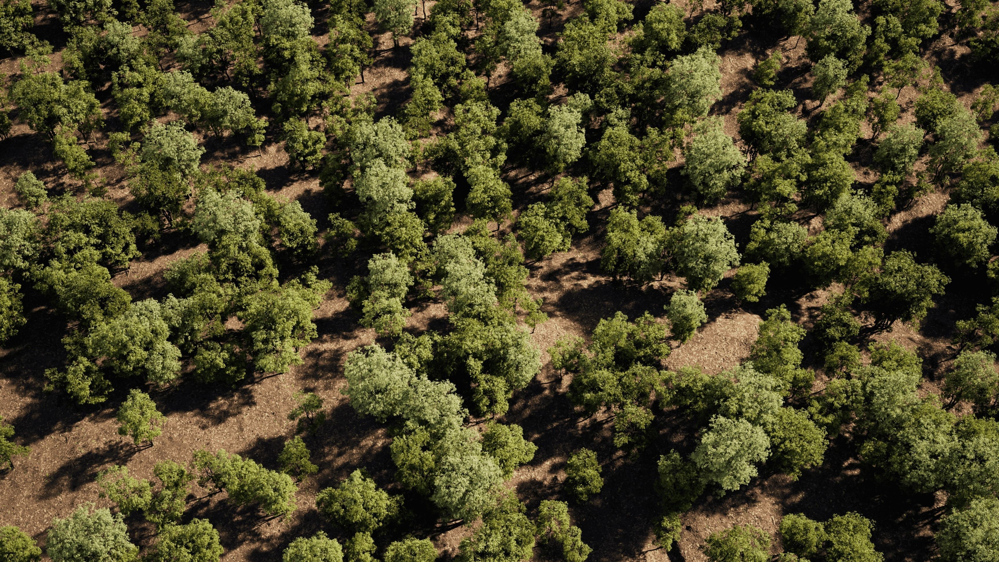 Maple Tree - Acer Rubrum Pack 3D model_10