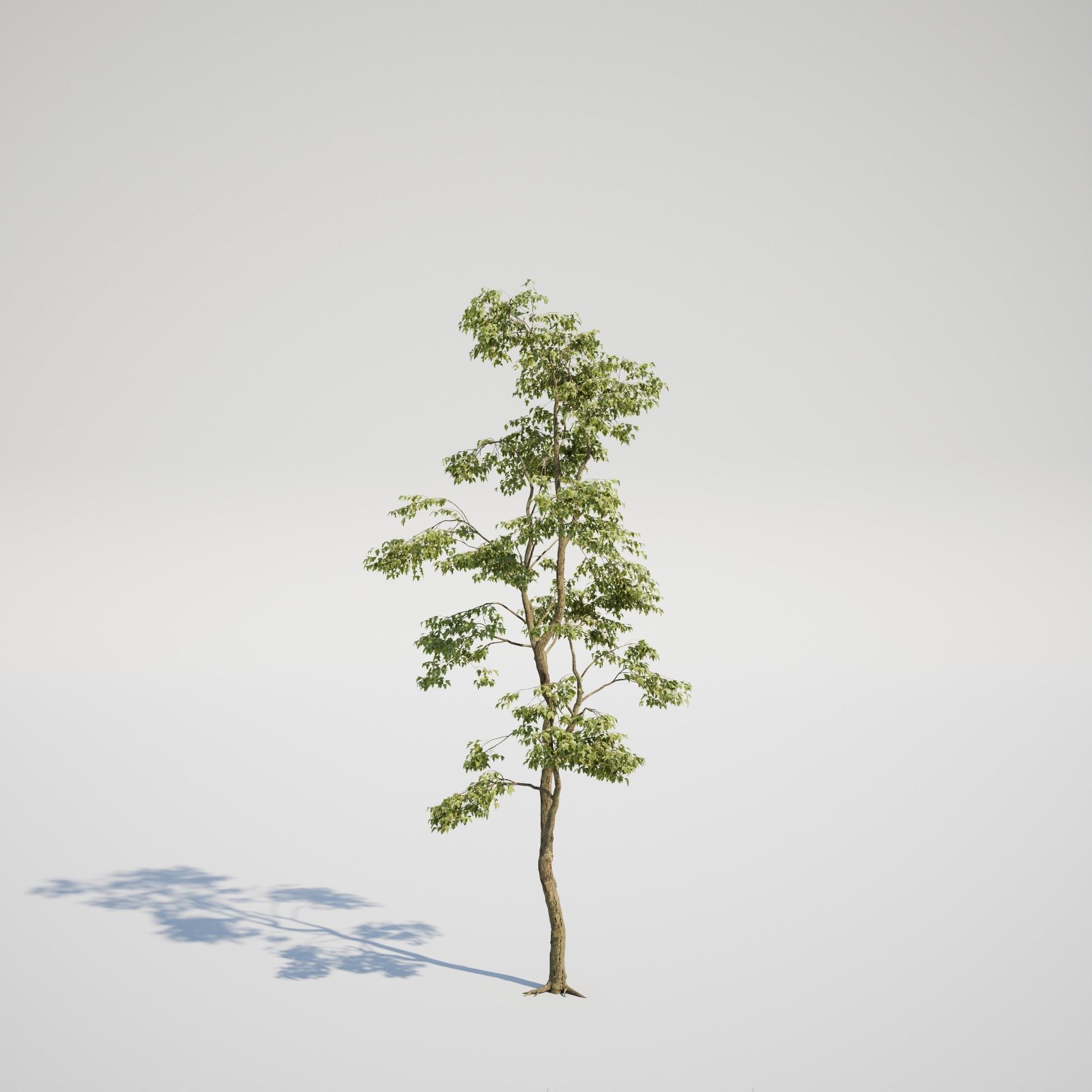 Maple Tree - Acer Rubrum Pack 3D model_6