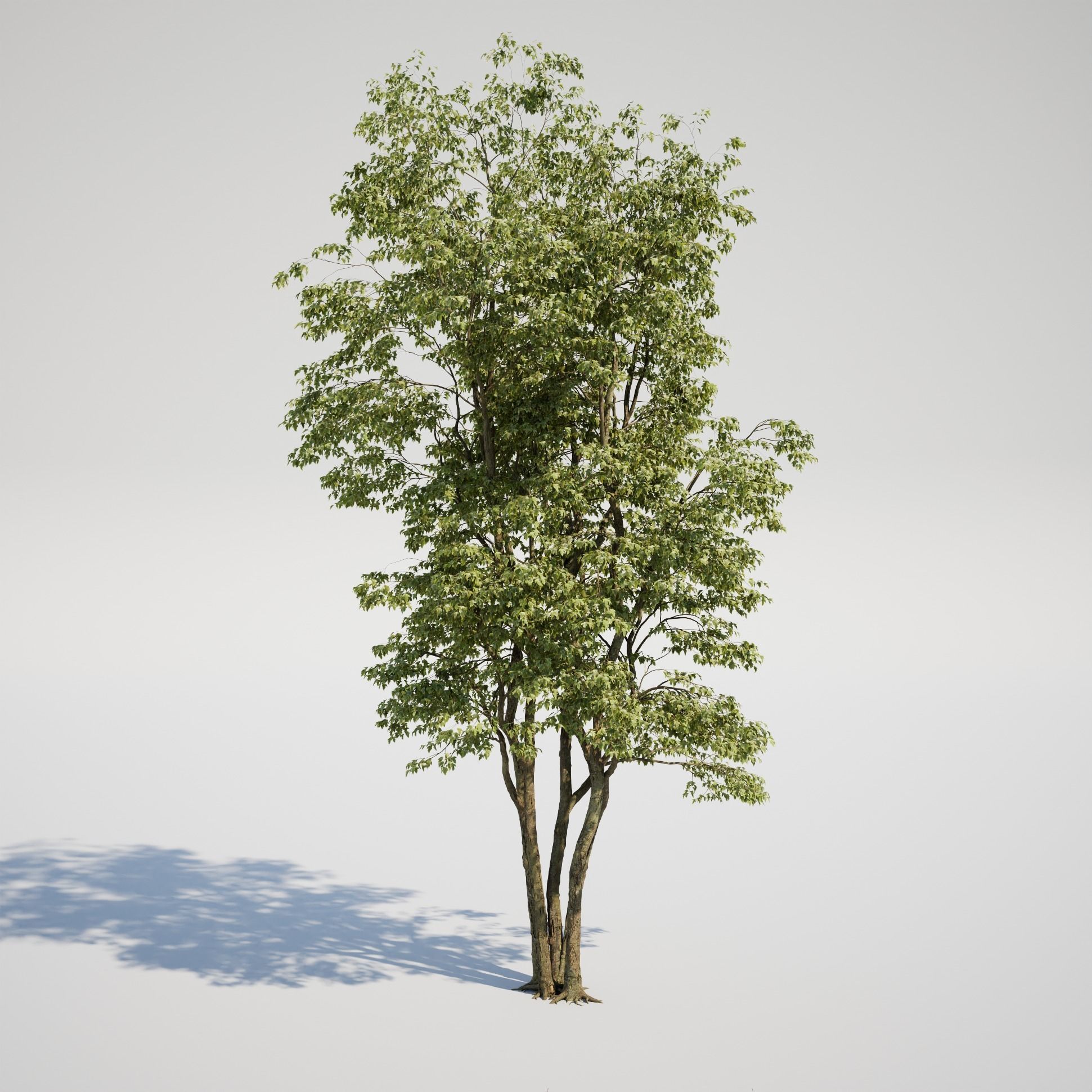 Maple Tree - Acer Rubrum Pack 3D model_1