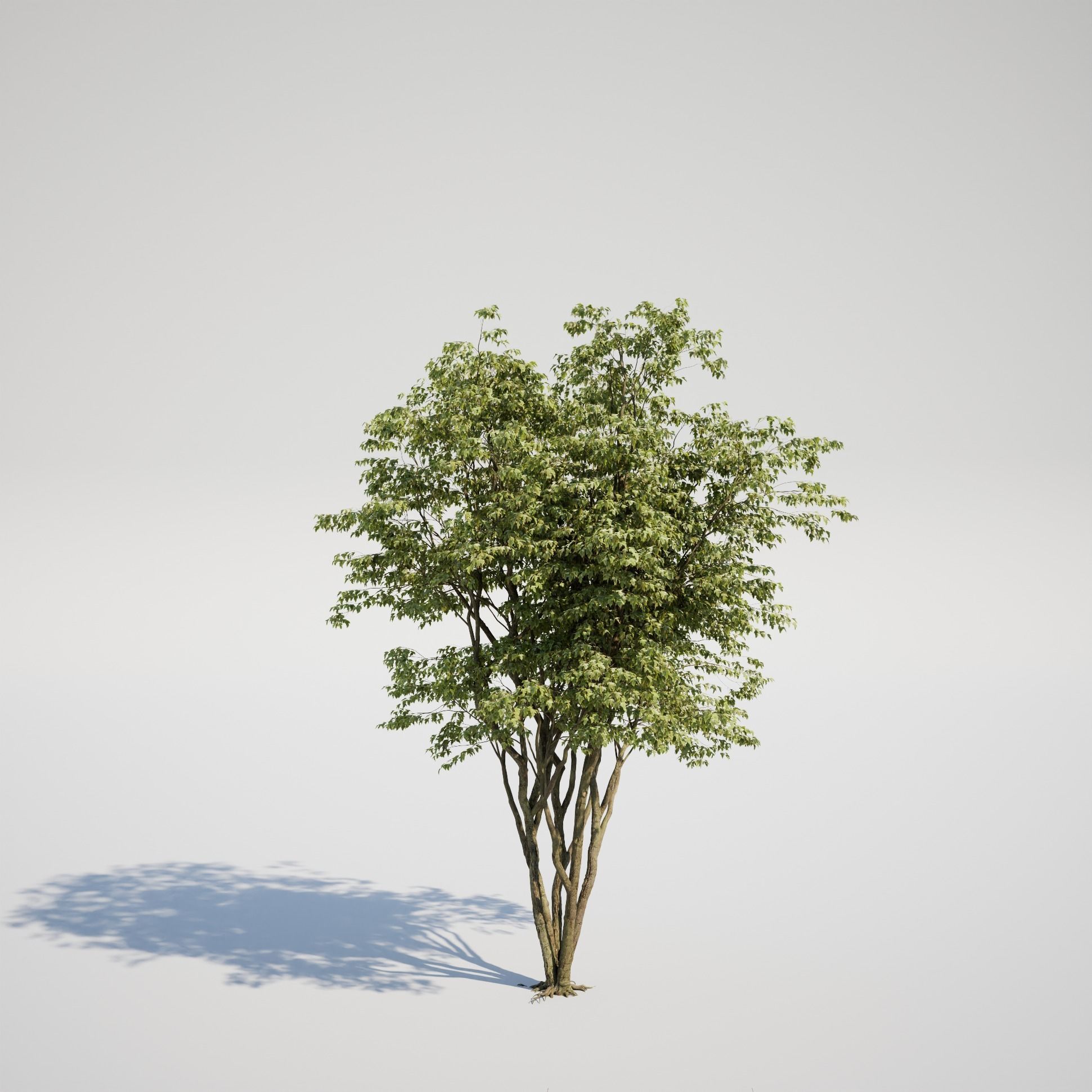 Maple Tree - Acer Rubrum Pack 3D model_7