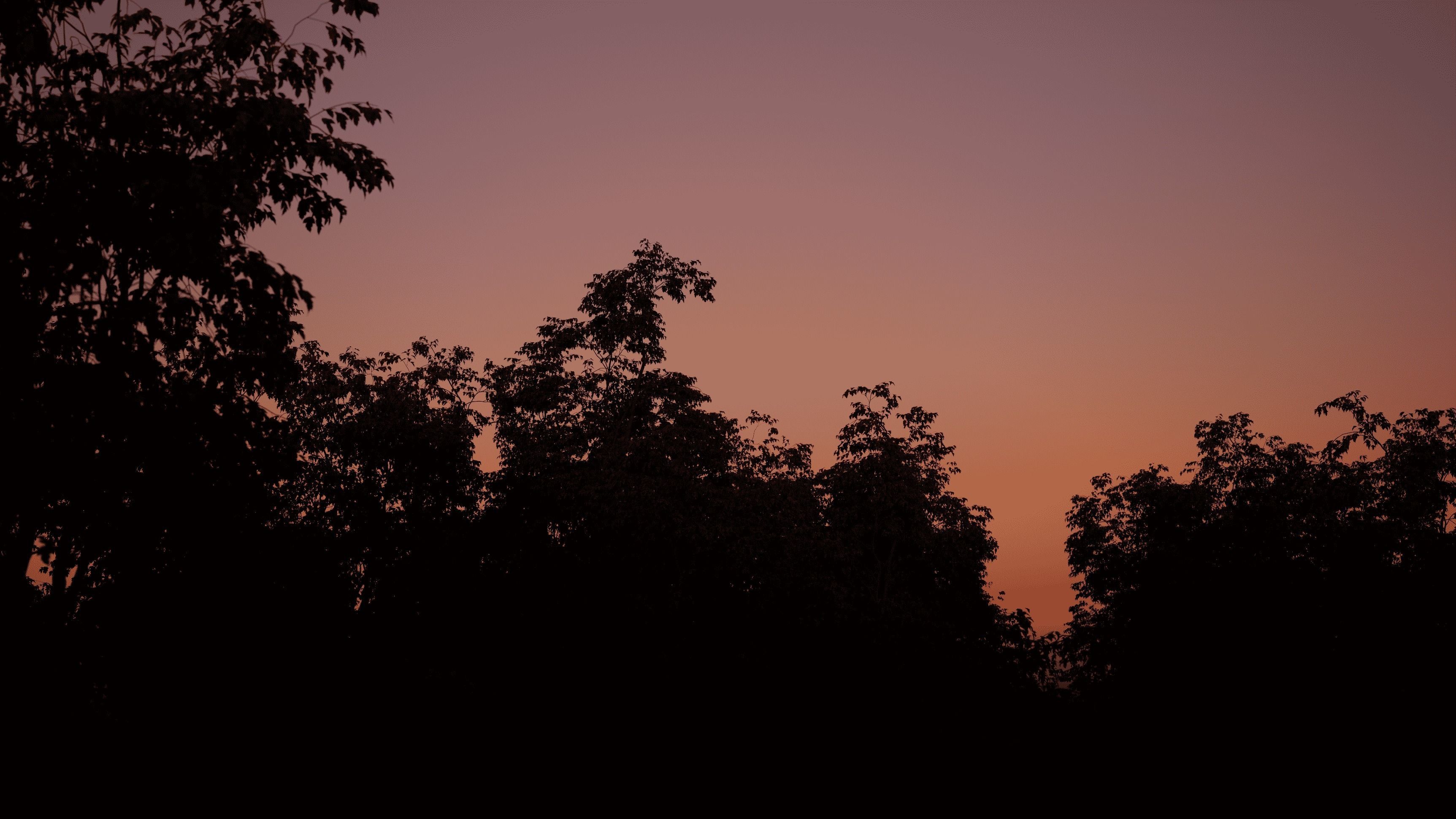 Maple Tree - Acer Rubrum Pack 3D model_13