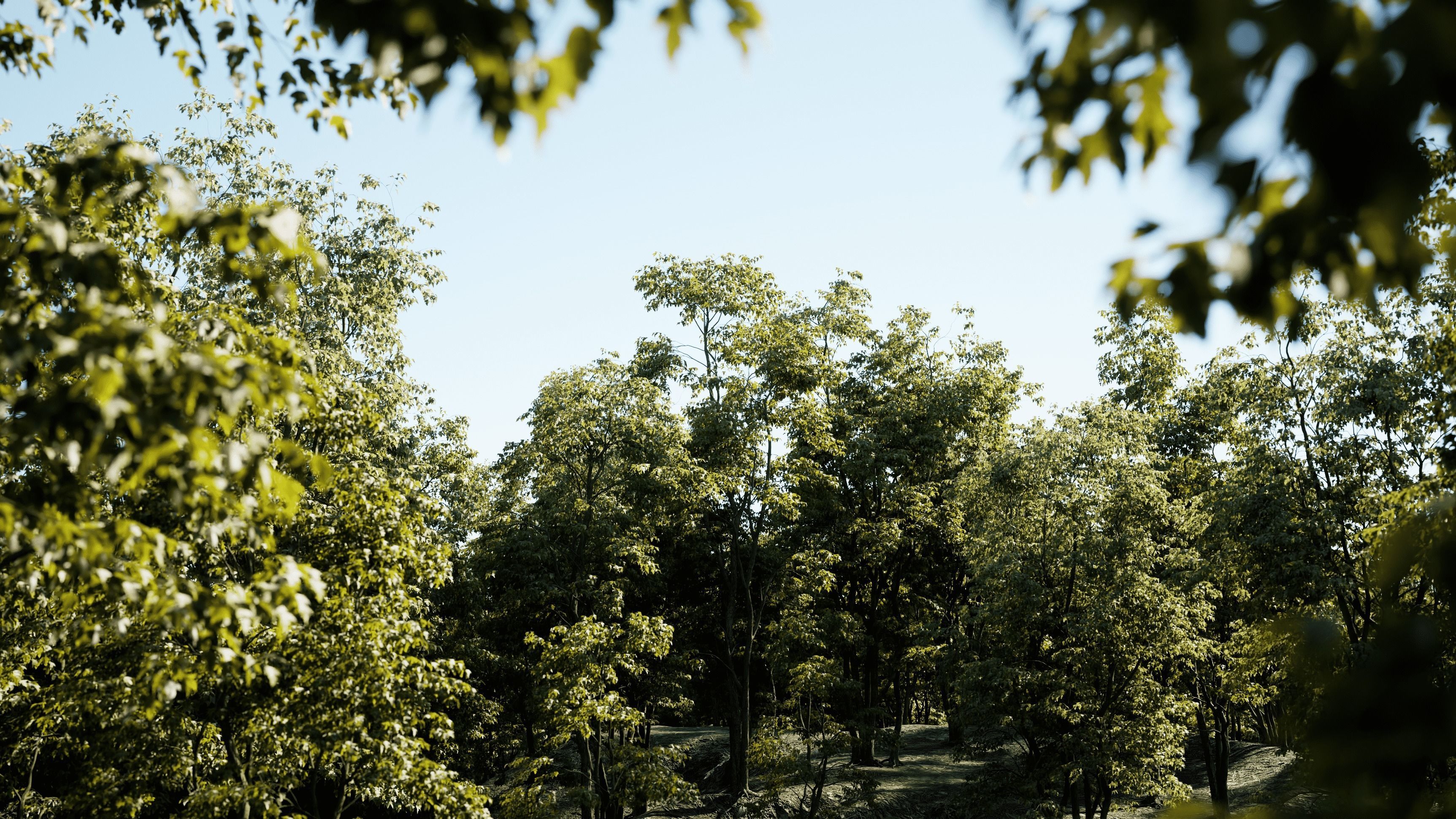 Maple Tree - Acer Rubrum Pack 3D model_11