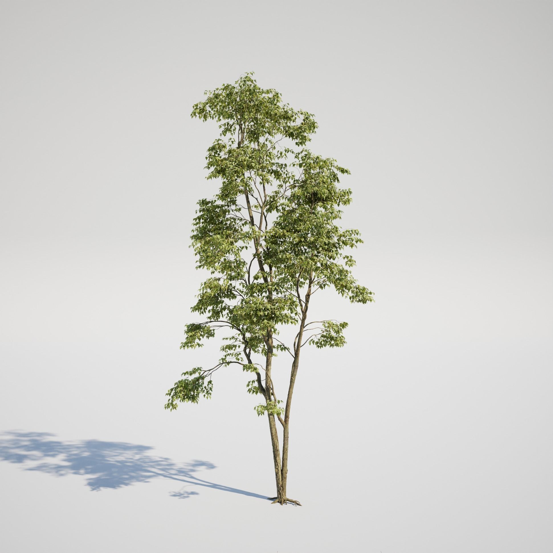 Maple Tree - Acer Rubrum Pack 3D model_4