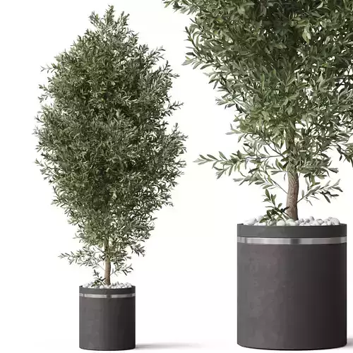 Plants collection 790