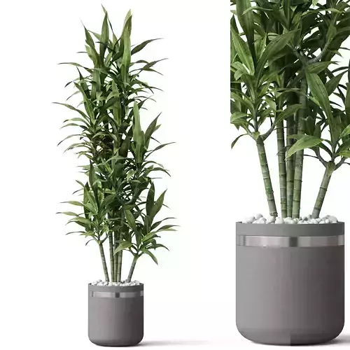 Plants collection 792