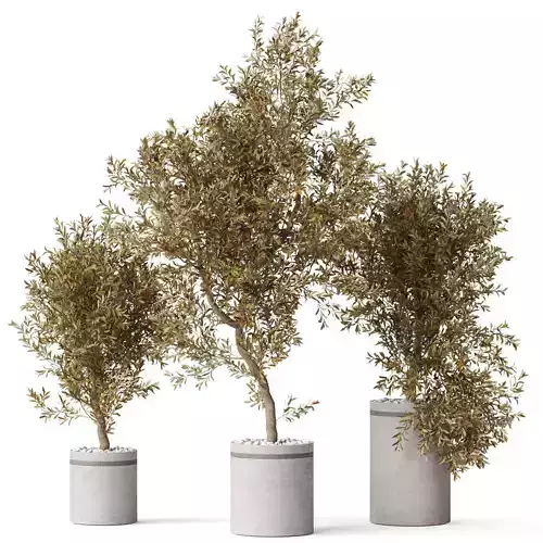 Plants collection 793