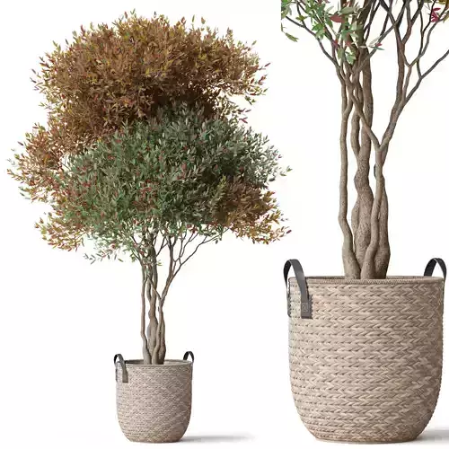 Plants collection 794