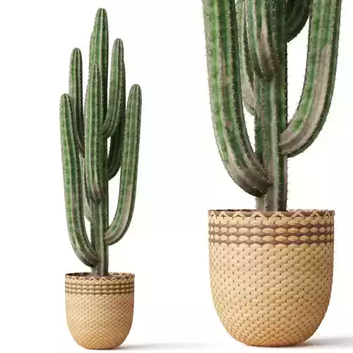 Plants collection 795 3D model