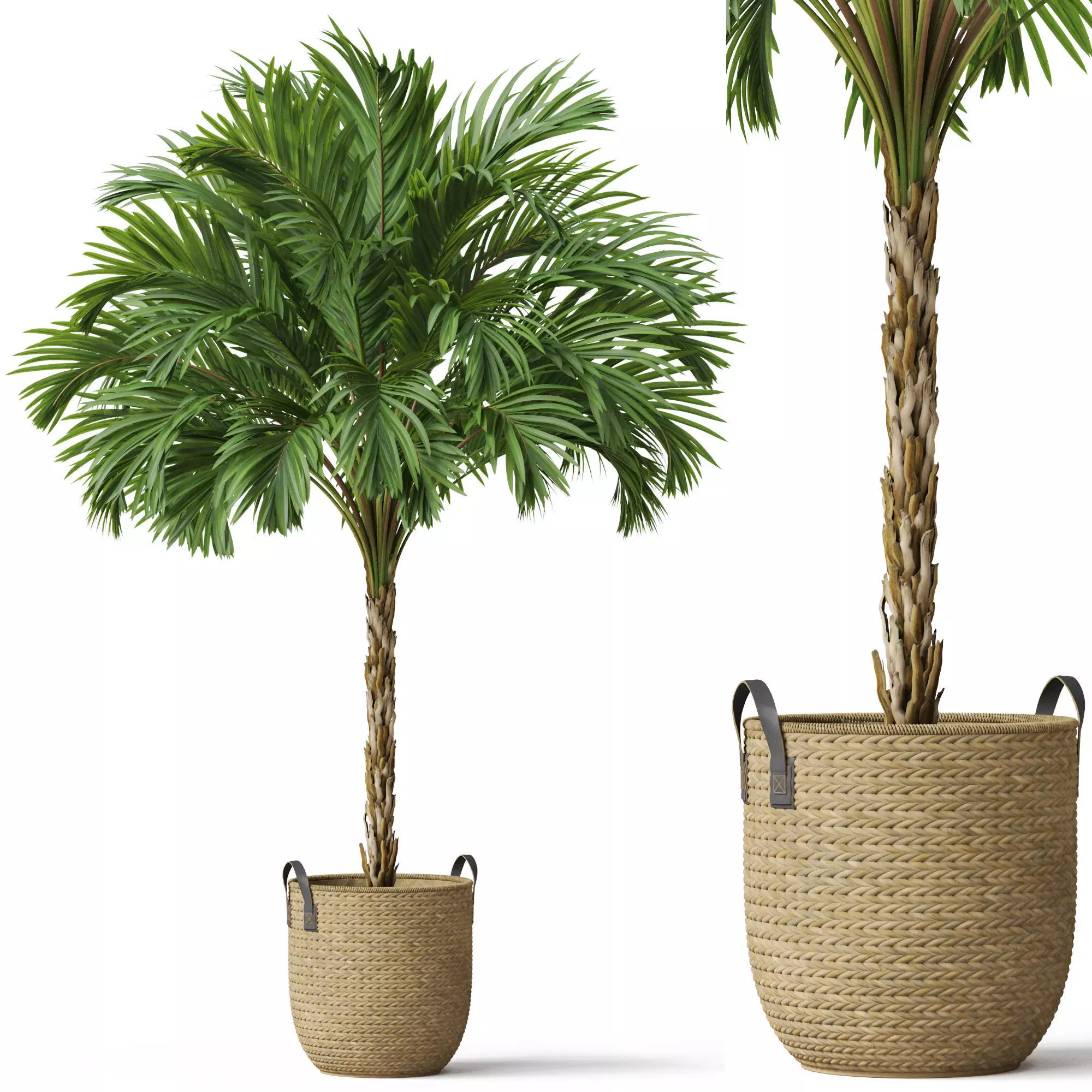 Plants collection 797 3D model_0